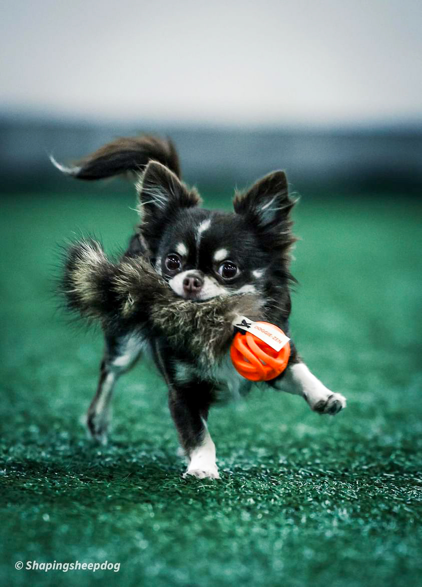 Raccoon tail shop ball toy