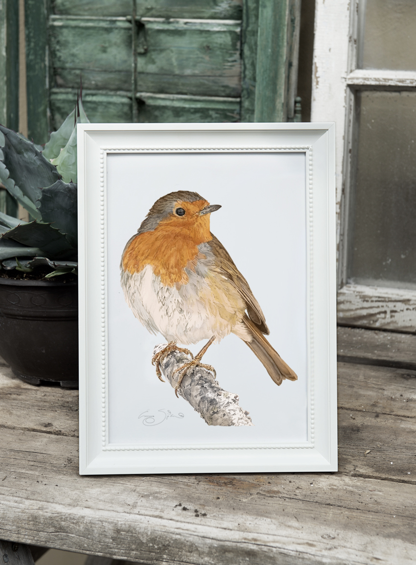 ART PRINT RED ROBIN  21x30