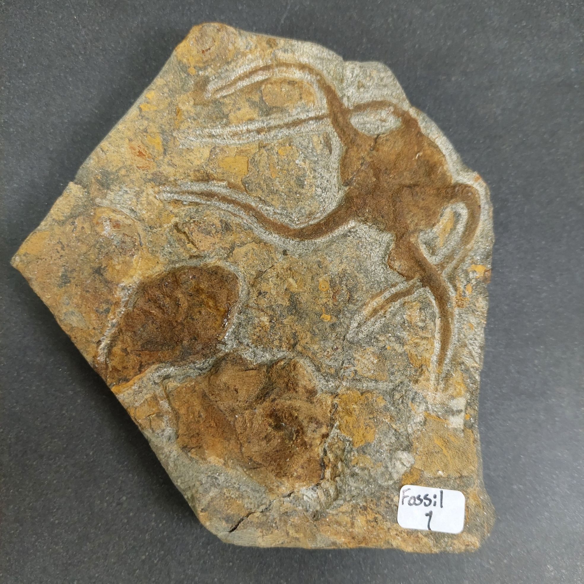 Sjöstjärna Fossil Platta