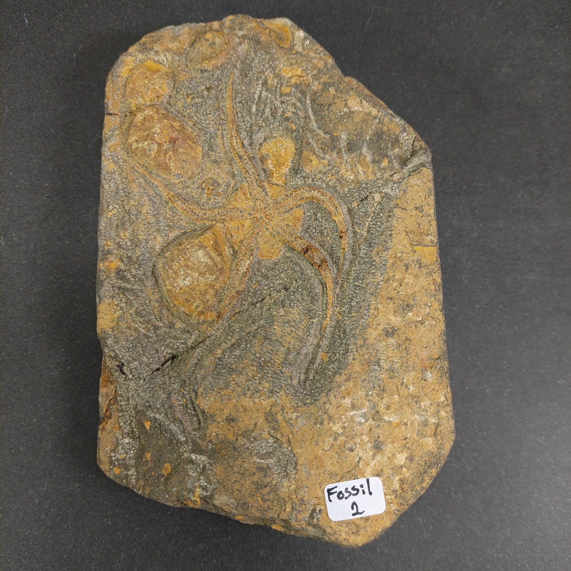 Sjöstjärna Fossil Platta