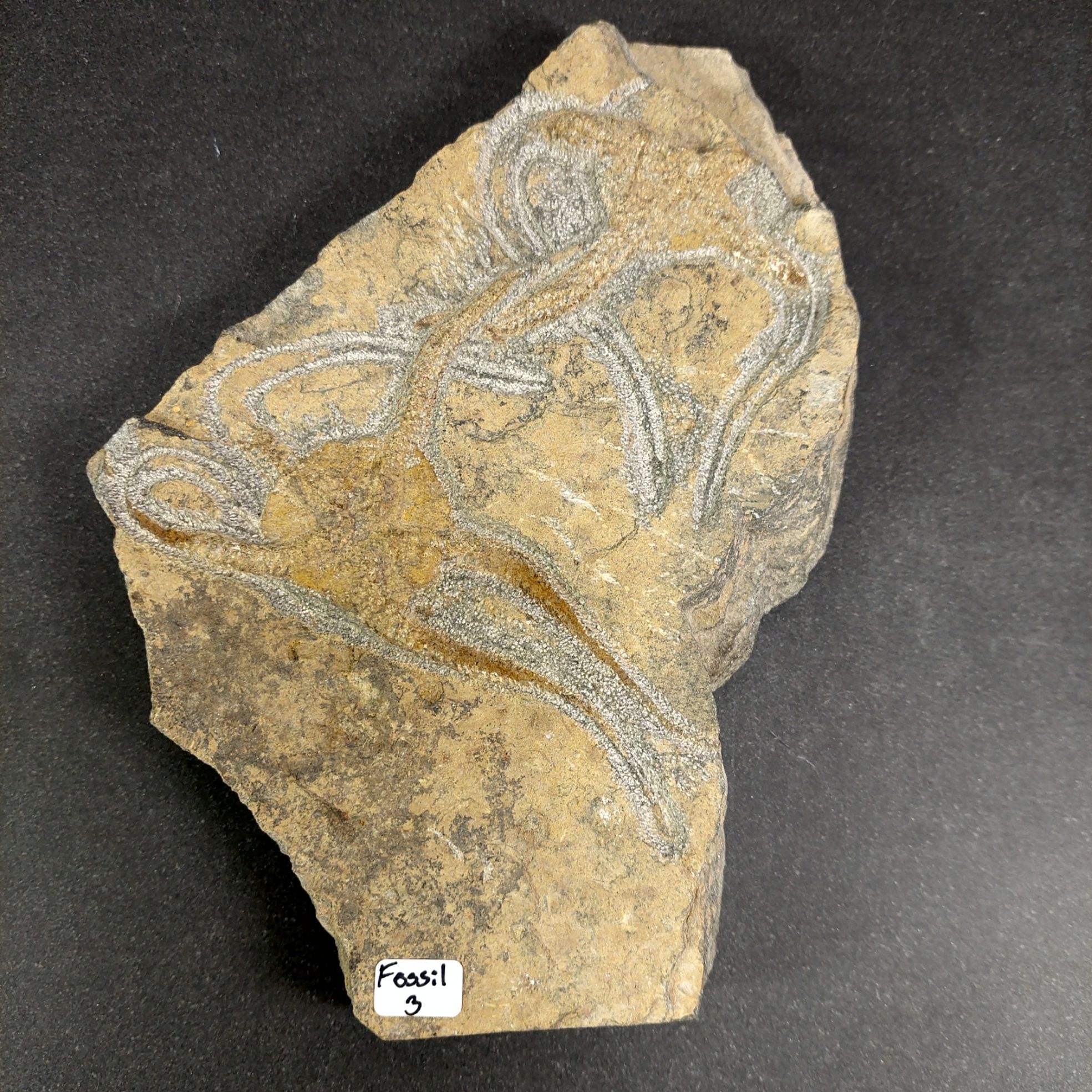 Sjöstjärna Fossil Platta