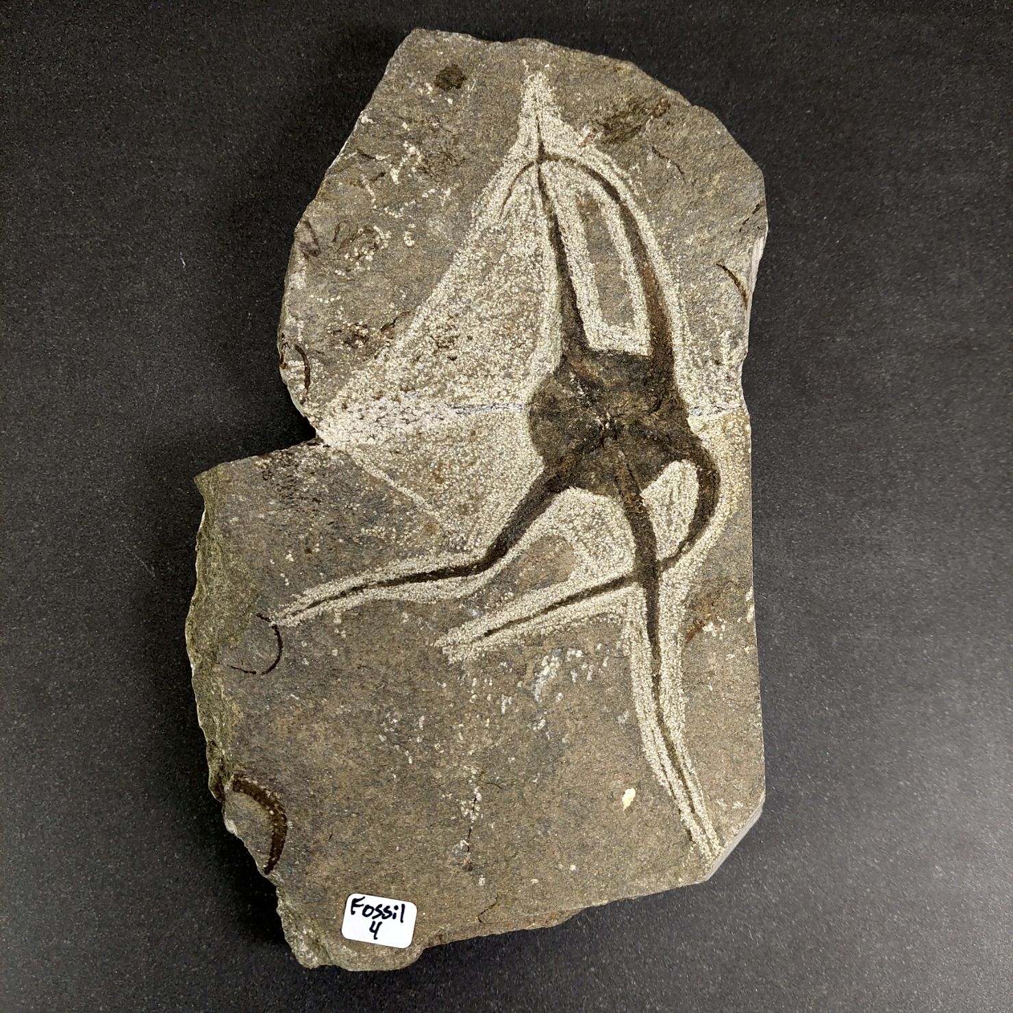Sjöstjärna Fossil Platta