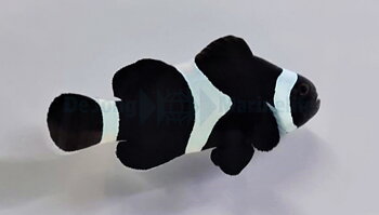 Amphiprion ocellaris Darwin full black