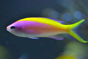 Pseudanthias Evansi (reef safe)