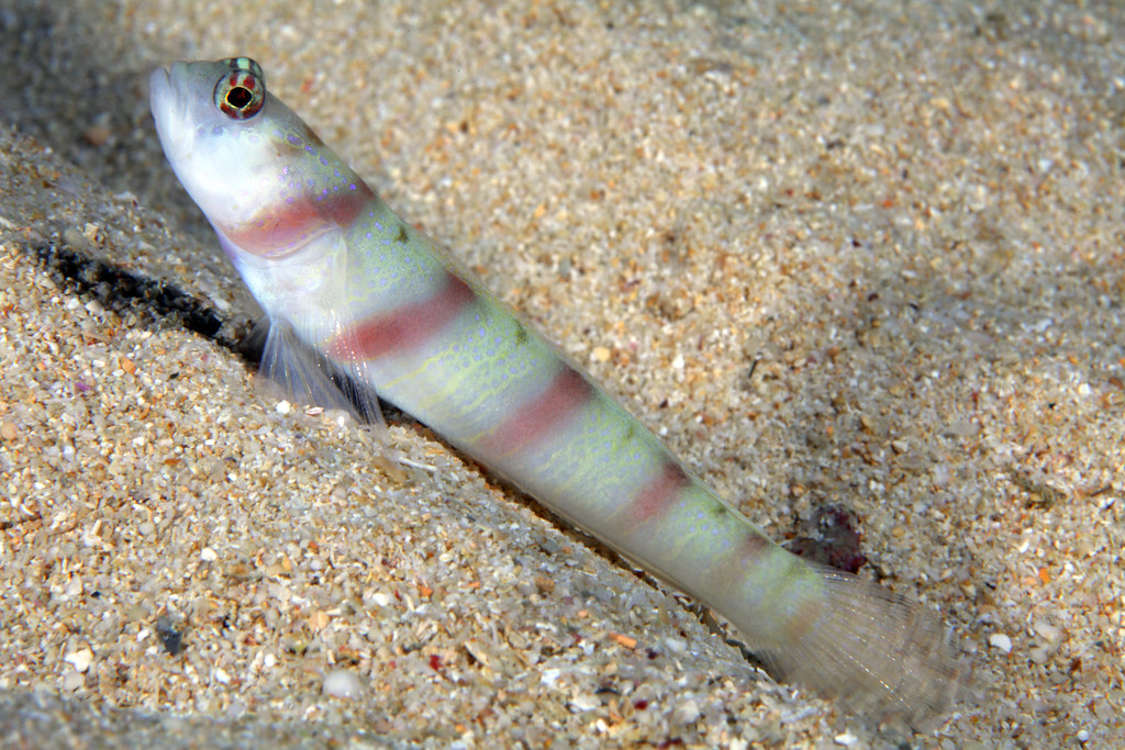 Amblyeleotris Steinitzi (reef safe)