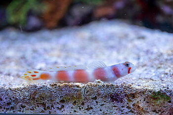 Amblyeleotris Yanoi (reef safe)