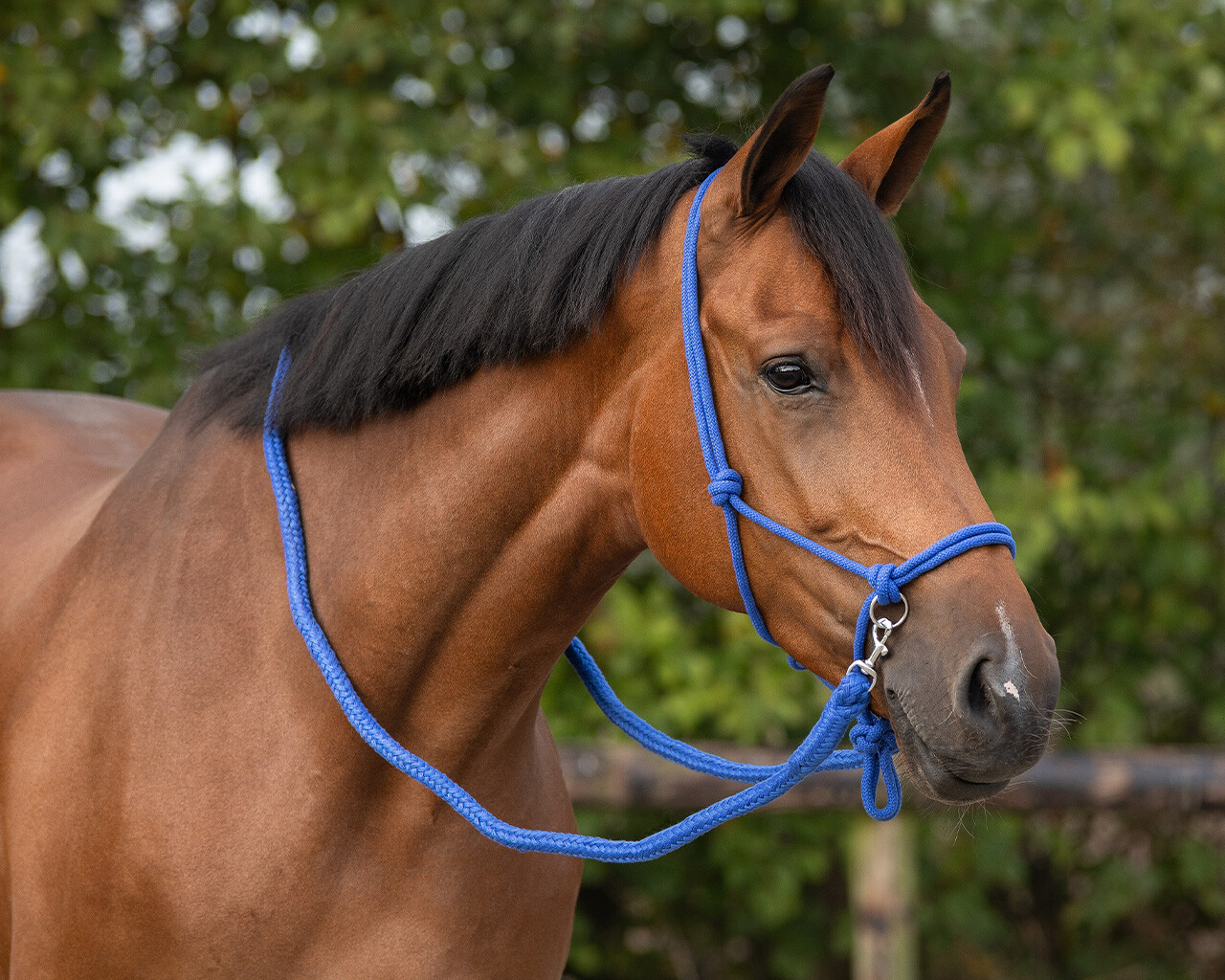 QHP Repgrimma med Tyglar - Cobalt Blue