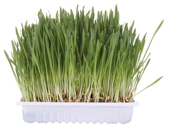 Kattgräsfrö,  100g - 2