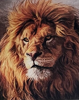 Lejonhuvud,  Diamond Picture Diamond Painting