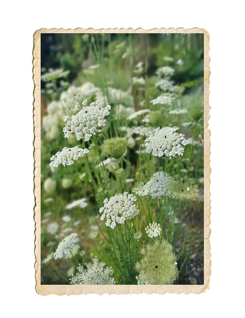 Blomstermorot vit - 2