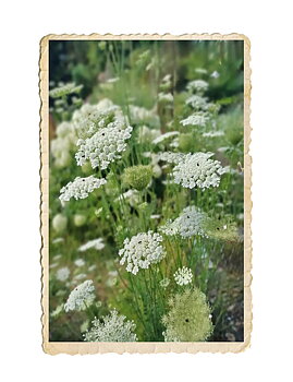 Blomstermorot vit
