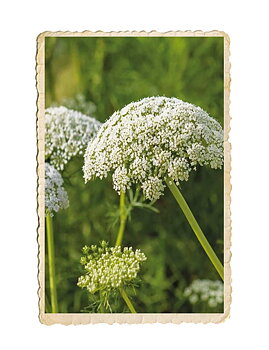 Blomstermorot vit