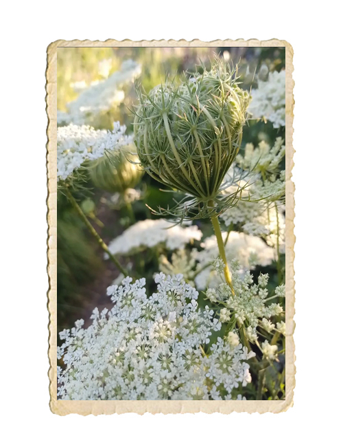 Blomstermorot vit - 3