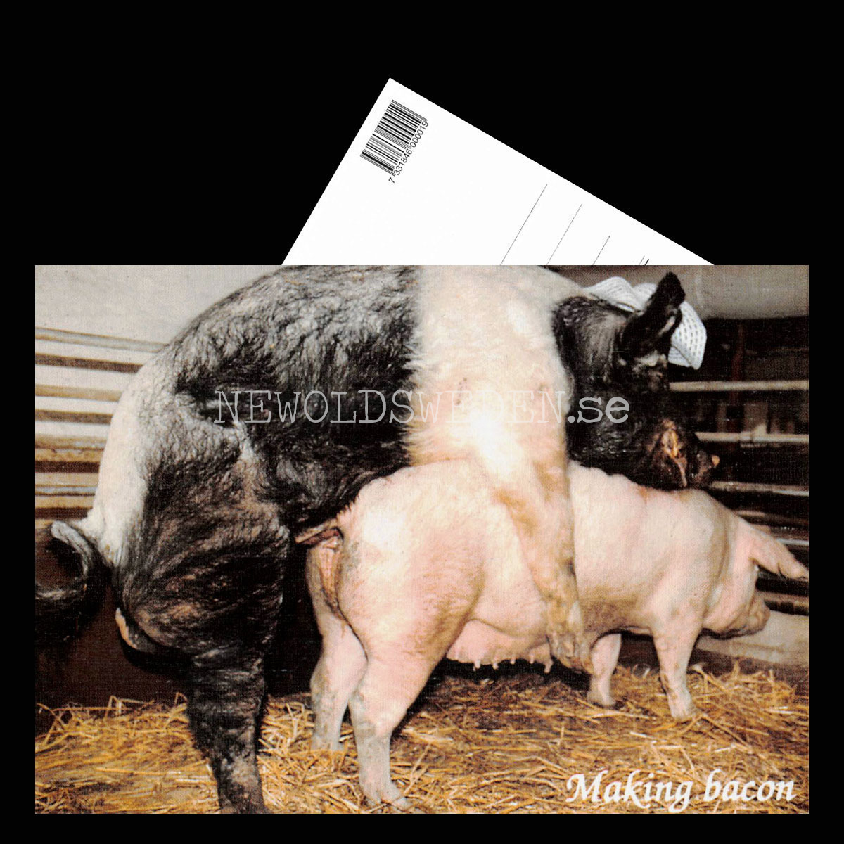 Making bacon - Vykort A5 - 3