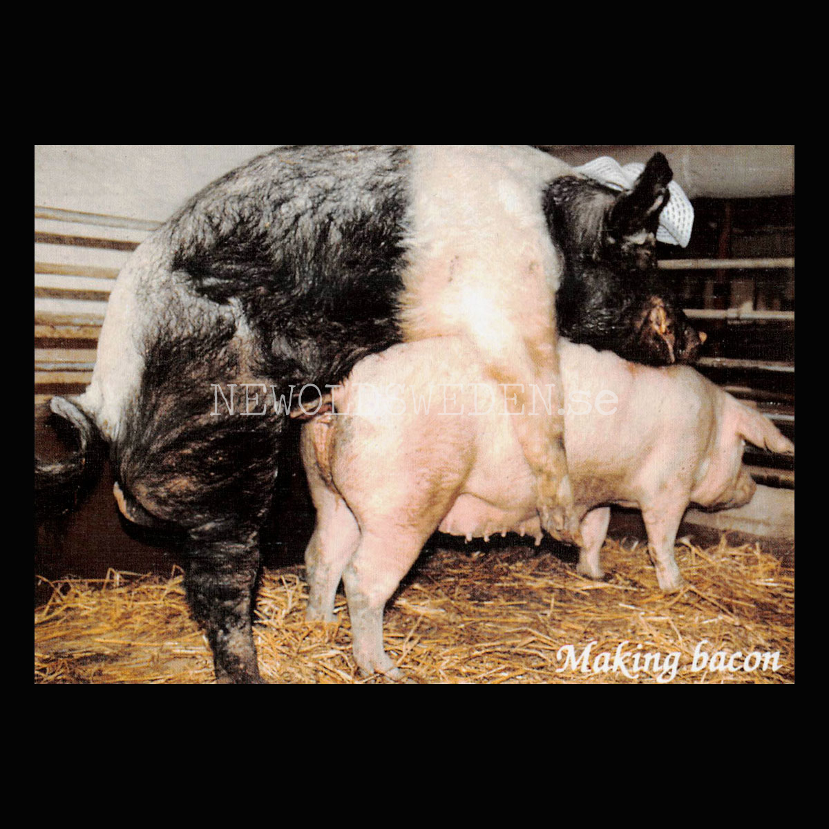 Making bacon - Vykort A5