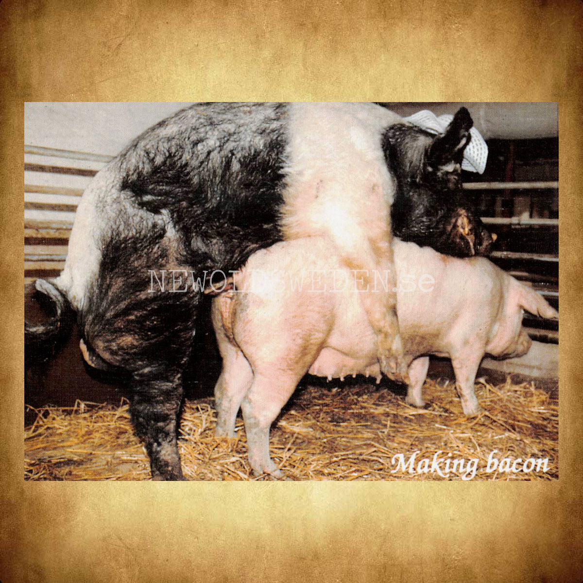 Making bacon - Vykort A5 - 2