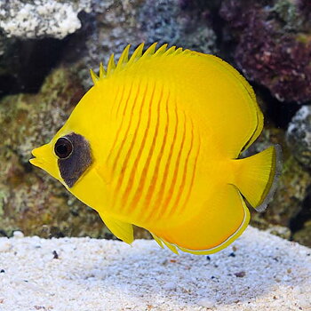 Chaetodon semilarvatus