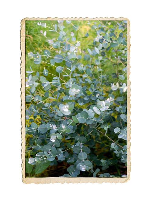 Eucalyptus Silver Dollar - 2