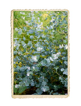 Eucalyptus Silver Dollar