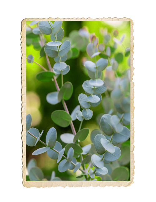 Eucalyptus Silver Dollar