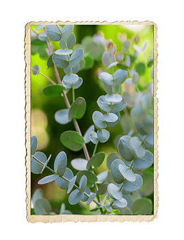 Eucalyptus Silver Dollar