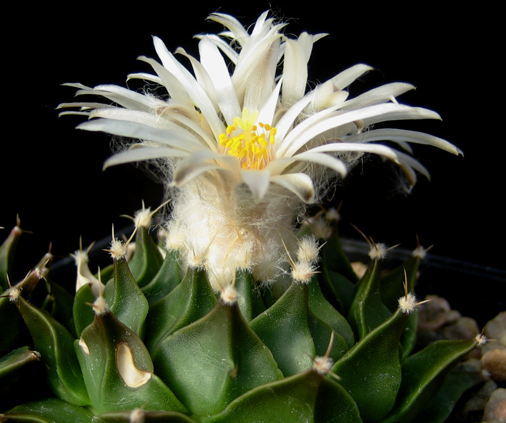 Obregonia denegrii PP 430 (San Vincente, Tam)