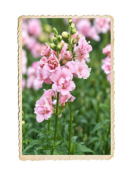 Lejongap Madame Butterfly Pink