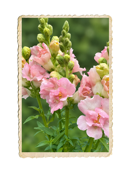 Lejongap Madame Butterfly Pink - 2