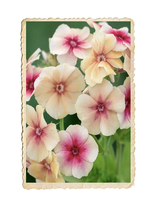 Sommarflox Cherry Caramel - 2