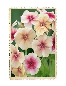 Sommarflox Cherry Caramel