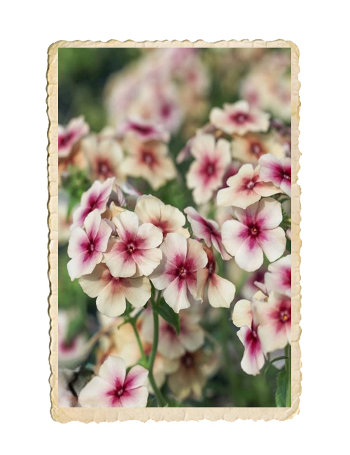 Sommarflox Cherry Caramel - 3