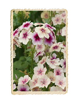 Sommarflox Cherry Caramel