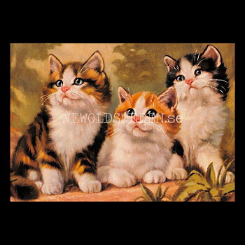 Kattungar TRE - Vykort A5