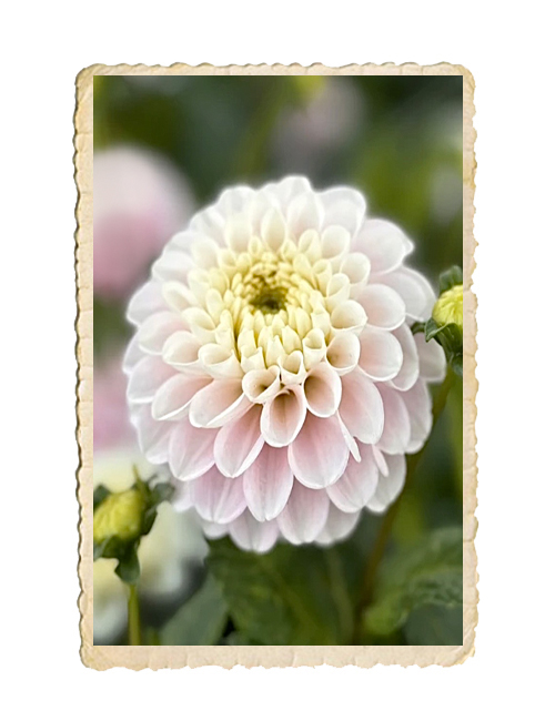 Dahlia White Wizard - 3