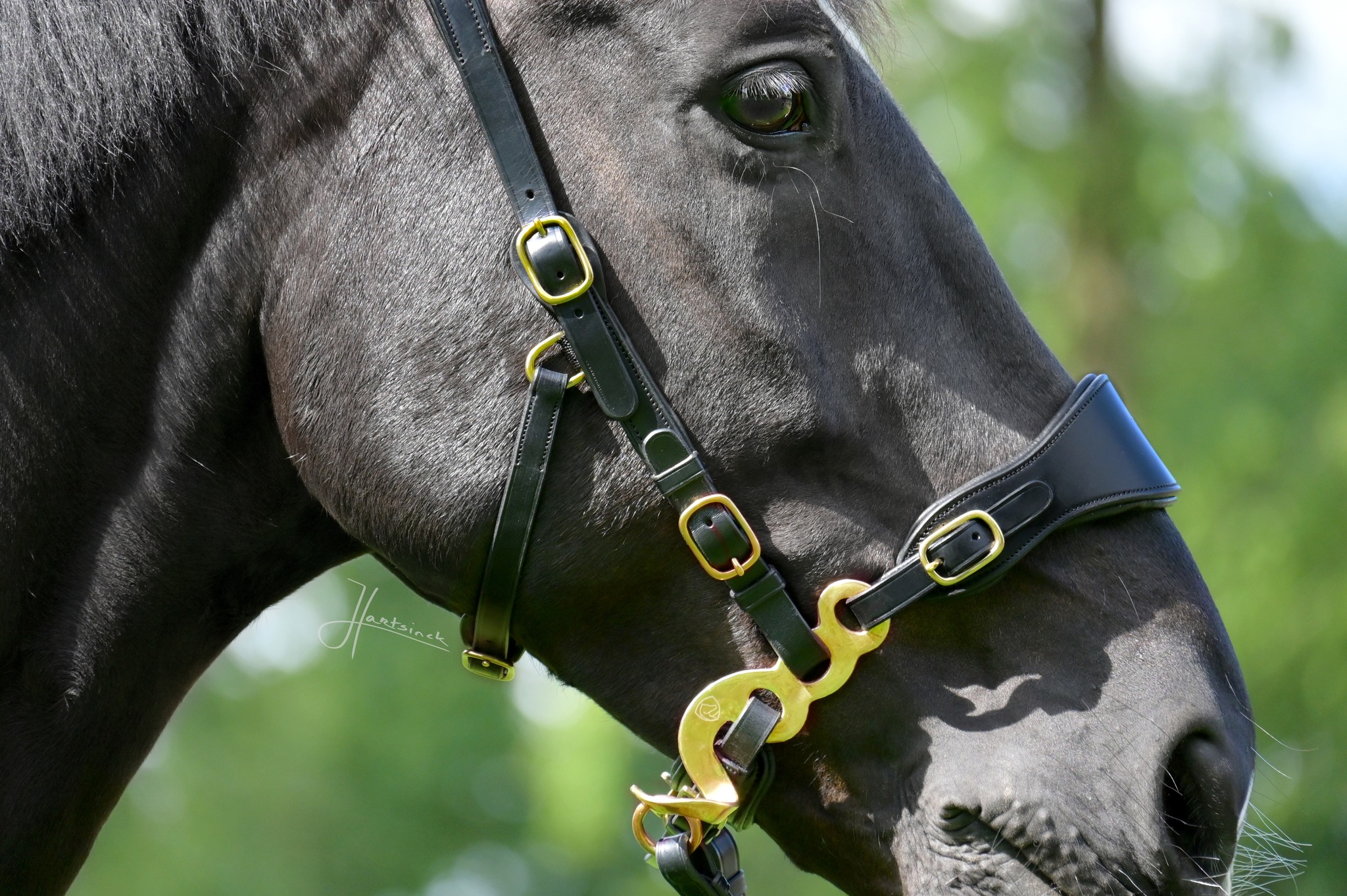 Hackamore bridle Edix© Q-Classic Anatomical - 12