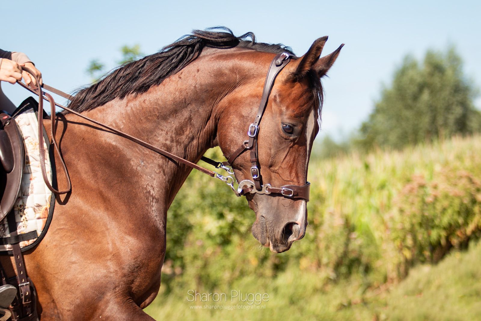 Hackamore bridle Edix© Q-Classic Anatomical - 9