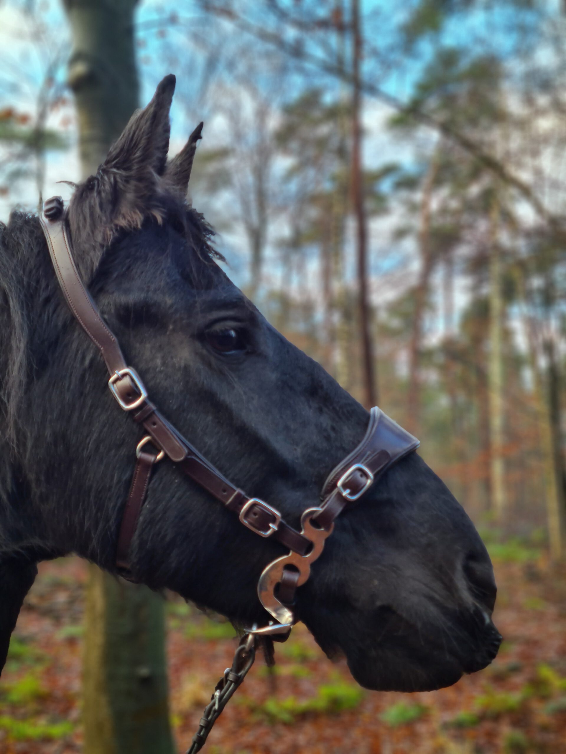 Hackamore bridle Edix© Q-Classic Anatomical - 5