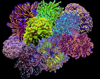 Euphyllia pack mix  "Salt I Västs choice"