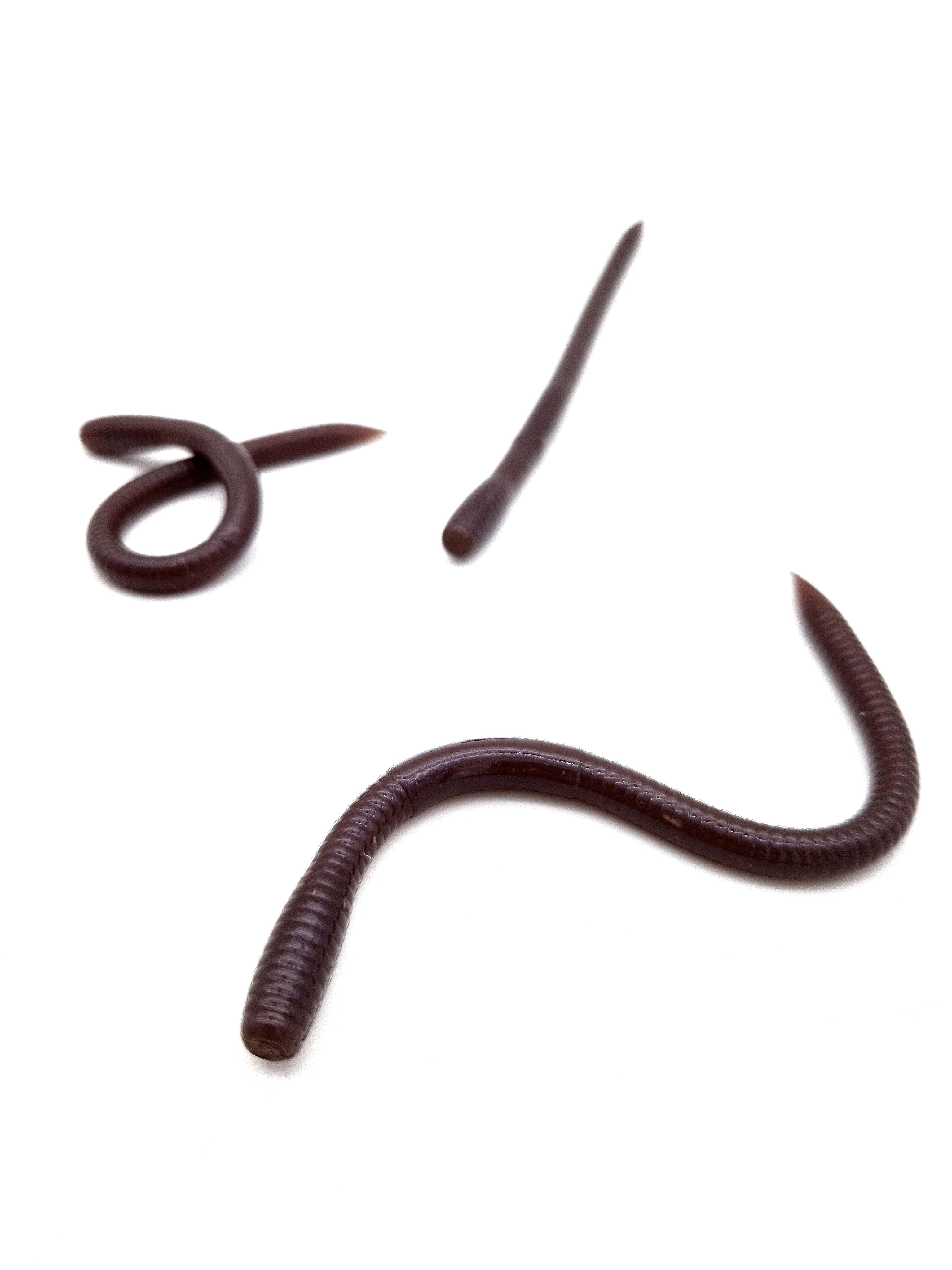 Bait Breath U30 Vein 5.5" 14 cm 8-pack - 5