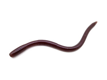 Bait Breath U30 Vein 5.5" 14 cm 8-pack
