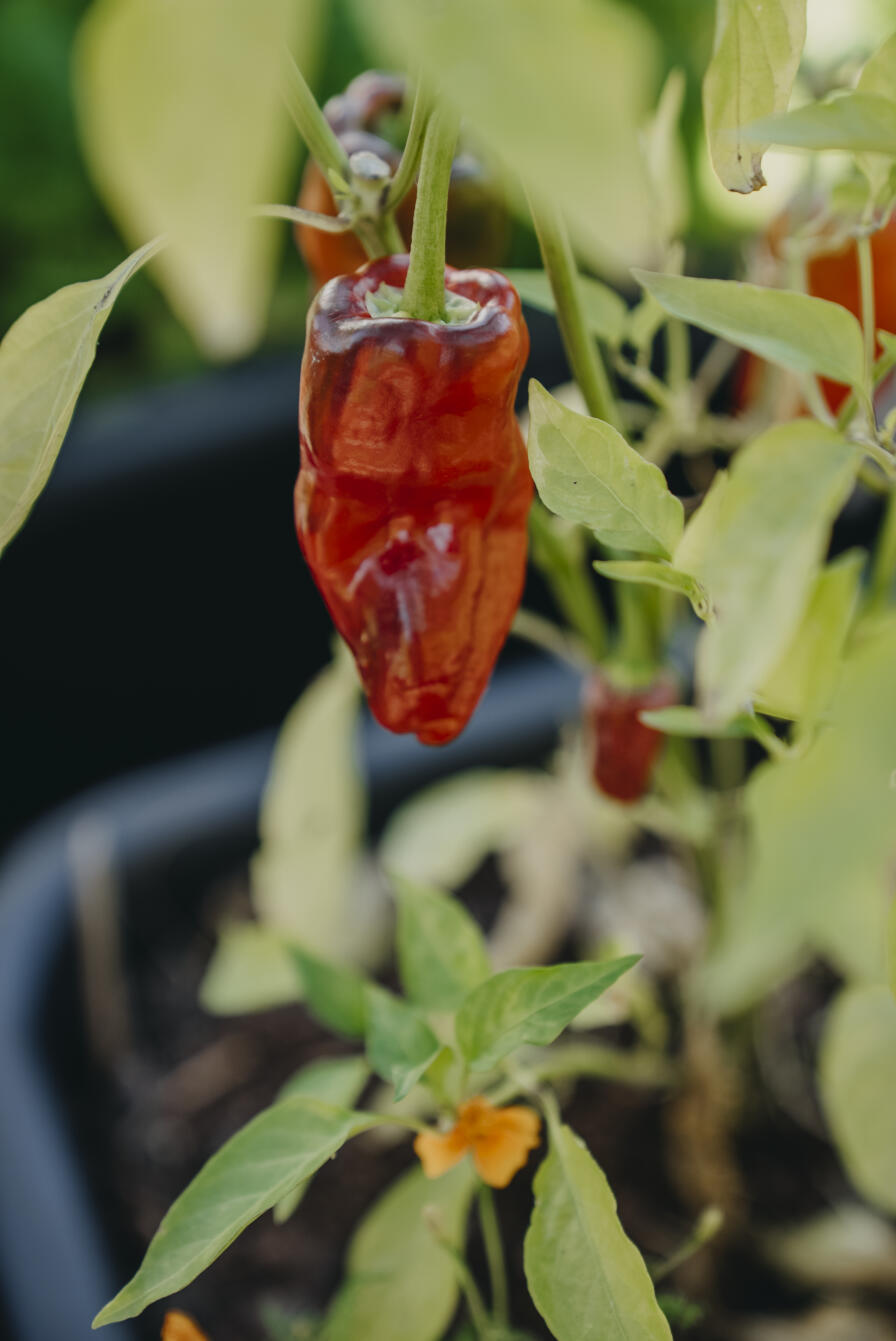 Cilipeppar, Padron - 2