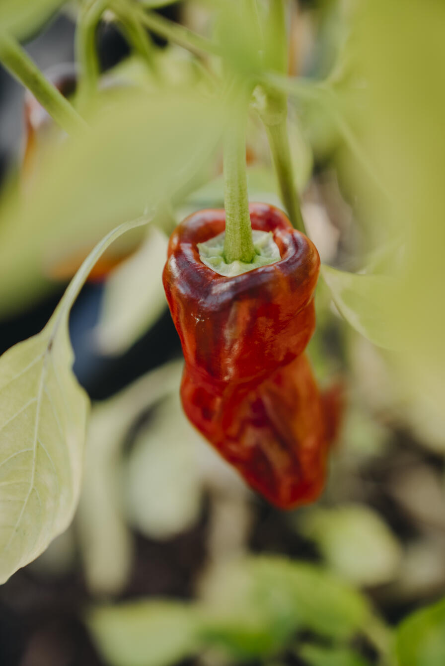 Cilipeppar, Padron - 3