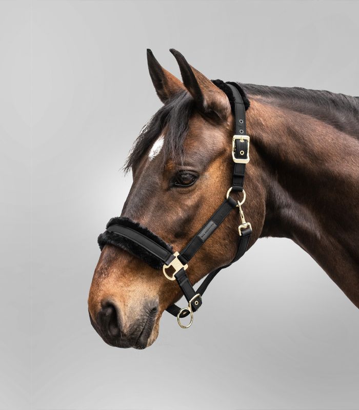 Waldhausen Exclusive Halter black Black - 2
