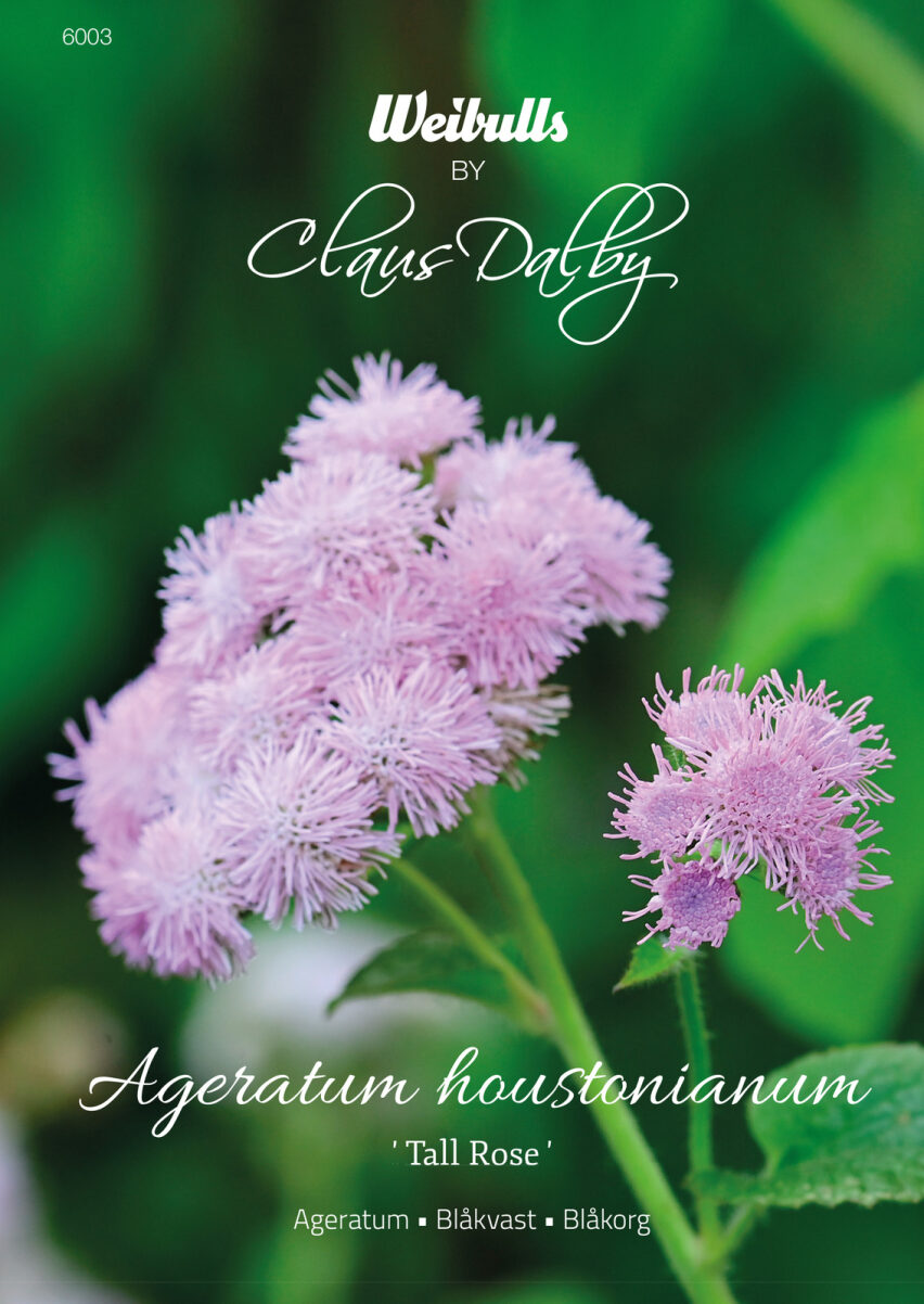 6003  Weibulls Ageratum Tall Rose Ageratum houstonianum