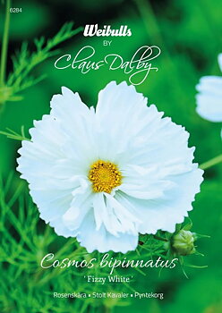 6284  Weibulls Rosenskära Fizzy White Cosmos bipinnatus