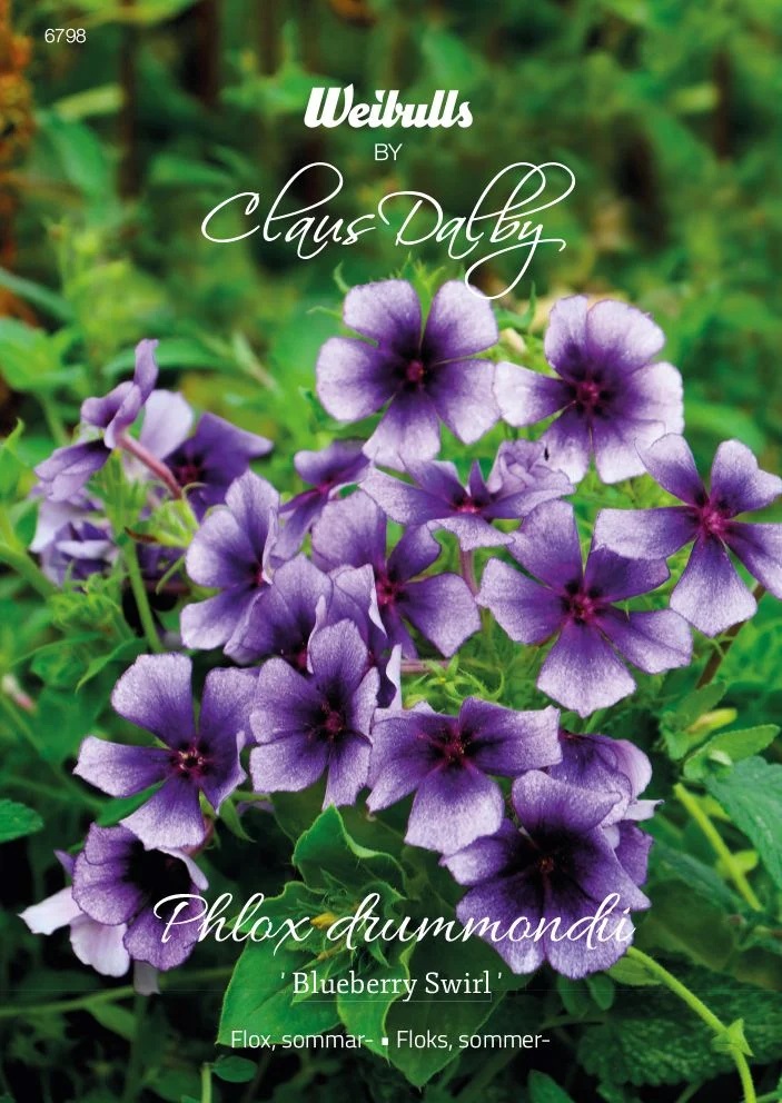 6798   Weibulls Flox, sommar- Blueberry Swirl Phlox drummondii