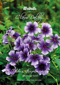 6798   Weibulls Flox, sommar- Blueberry Swirl Phlox drummondii