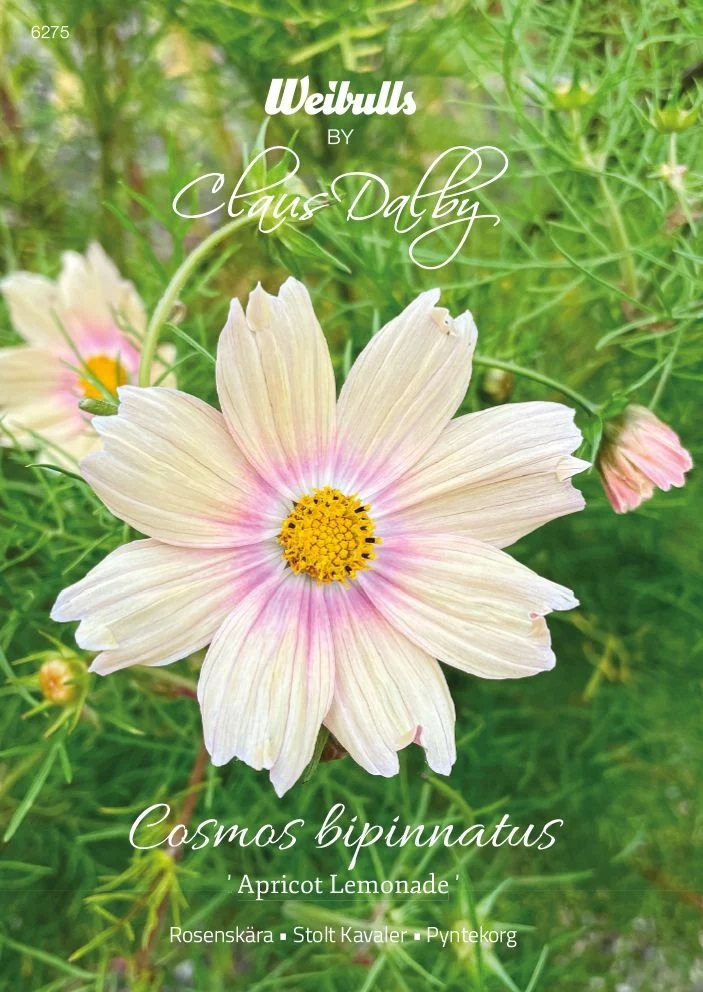 6275   Weibulls Rosenskära Apricot Lemonade Cosmos bipinnatus