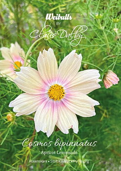 6275   Weibulls Rosenskära Apricot Lemonade Cosmos bipinnatus