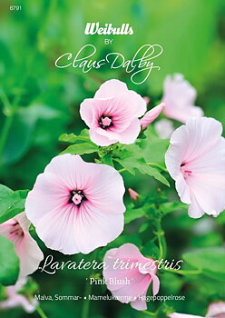 6791   Weibulls Malva, Sommar- Pink Blush Lavatera trimestris